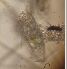Rotifera