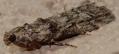Dioryctria subtracta