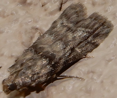 Dioryctria subtracta