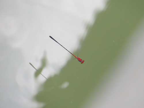 Amelia's Threadtail photo 5