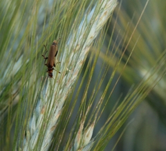 Cantharis figurata