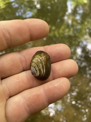 Toxolasma cylindrellum