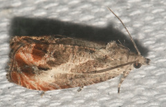 Olethreutes hamameliana