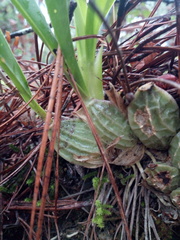 Oncidium brachyandrum