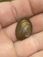 Toxolasma cylindrellum