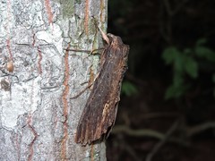 Lepidoptera