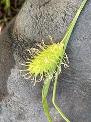 Carex bullata