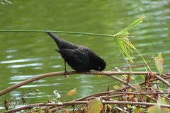 Turdus merula cabrerae