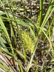 Carex bullata