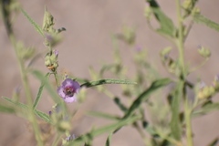Calliopsis subalpina
