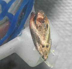 Olethreutes hamameliana