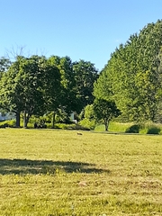 Vulpes vulpes fulvus