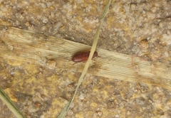 Tribolium castaneum