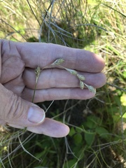 Carex silicea