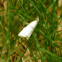 Urola nivalis