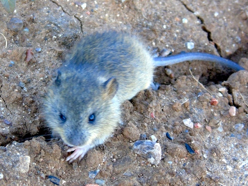 Sigmodon arizonae