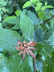 Calycanthus