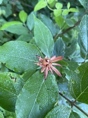 Calycanthus