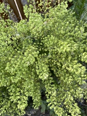 Lepidium chalepense