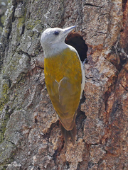 Chloropicus spodocephalus