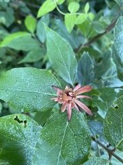 Calycanthus