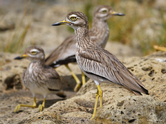 Burhinus senegalensis