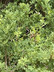 Limenitis lorquini pallidafacies