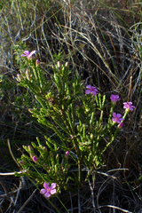 Acmadenia laxa