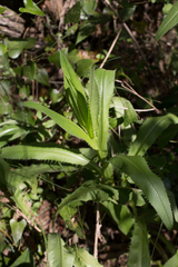 Cirsium monspessulanum