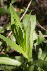 Cirsium monspessulanum