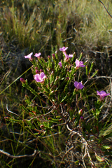 Acmadenia laxa