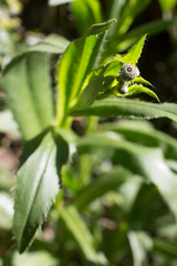 Cirsium monspessulanum