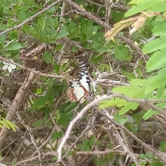 Graphium angolanus baronis