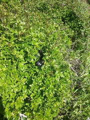 Dolichophis jugularis