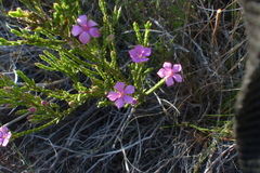 Acmadenia laxa