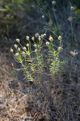 Plantago sempervirens