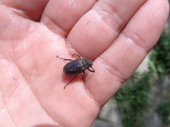 Amphimallon altaicum