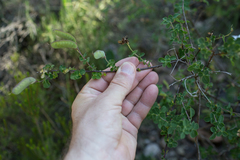 Cytisophyllum sessilifolium