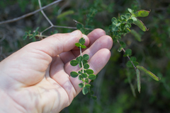 Cytisophyllum sessilifolium