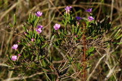 Acmadenia laxa