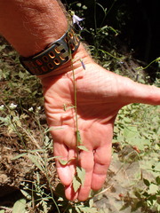 Campanula prenanthoides