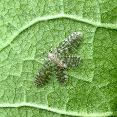Dilaridae