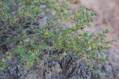Ononis tridentata