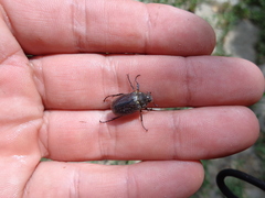 Amphimallon altaicum