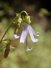 Campanula prenanthoides