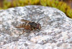 Sericomyia nigra