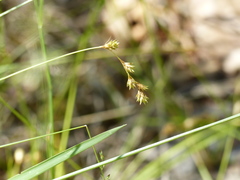 Carex foenea