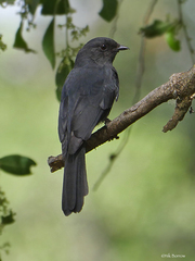 Melaenornis edolioides