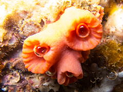 Tubastraea
