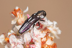 Agrilus blandus